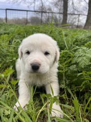Great Pyrenees Puppies - Boy - Reed