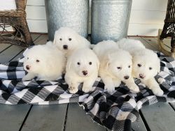 Great Pyrenees Puppies Livestock Guardian Dogs LGD