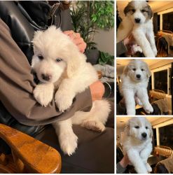 Great Pyrenees available