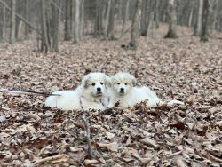 Pure breed Pyrenees for sale