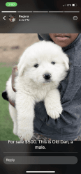 Purebred Great Pyrenees Puppies for Sale