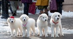 Great Pyrenees Puppies Ready To Go