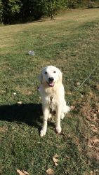 Spencer Indiana Great Pyrenees