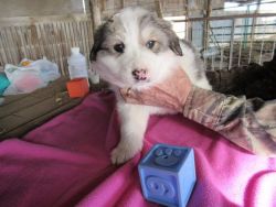 Great Pyrenees female puppies looking for homes
