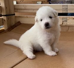 GREAT PYRENEES