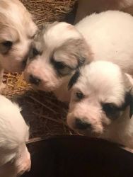Great Pyreneese Puppies For Sale