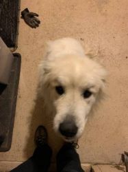 Great Pyrenees adult female
