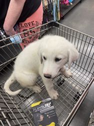 Great Pyrenees Puppy/ supplies included