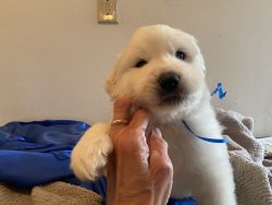 Great Pyrenees Puppies !!!