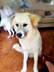 Free great pyrenees mix