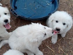 LGD Great Pyrenees puppies