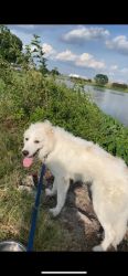 Great Pyrenees (Male) Only 8 months old