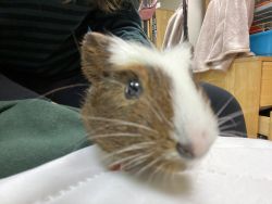 Baby male guinea pig