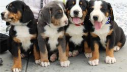 Home Raised Greater Swiss Mountain Dog (puppies)