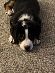 Greater Swiss Mountain Dog for sale