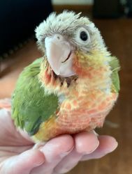 Baby green cheek conure for adoption