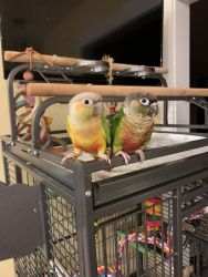 2 Young, Hand fed Green Cheek Conures Looking for New Home