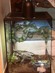 Green iguana for sale