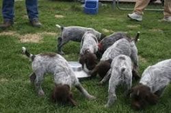 Korthals Griffon Pups For Sale