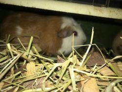 2 Guinea pigs for sale