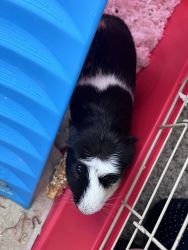 Guinea pig with cage and water dispenser