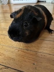 Two Female Guinea Pigs For Sale