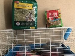 Guinea pig, food, cage, and toys