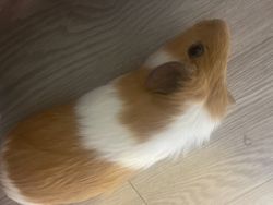 Guinea pig for sale