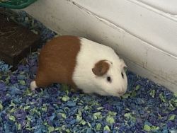 Cute 2 Guinea pigs are looking for a new home!!