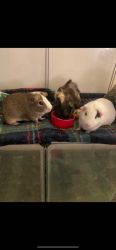 3 Guinea Pigs for Sale
