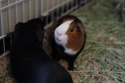 2 adorable & loving male Guinea’s looking for a new home