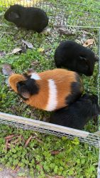 4 guinea pigs for sale (mother &3 female babies)