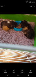 Two adult male guinea pigs