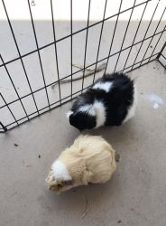 2 Guinea Pigs with supplies