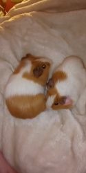 2 Guinea pigs for sell