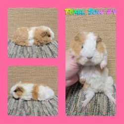 Baby teddy and texel guinea pigs