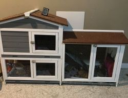 2 bonded female Guinea pigs and large hutch