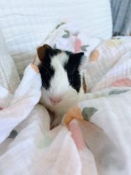 Male Guinea Pig Baby for sale