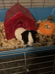 Guinea Pig in need of a home