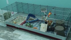 2 American Guinea Pigs with MANY items