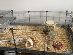 2 female Guinea pigs with cage and accessories