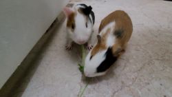 2 Guinea Pigs for sale 1 male 1 female not breeding pair