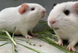 2 female Guinea pigs with 18” cage