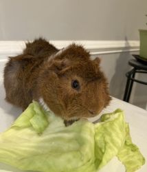 Guinea pig looking for a new home