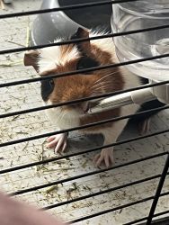 Guinea pig pair for sale