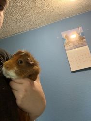 Two male two year old Guinea pigs and habitat
