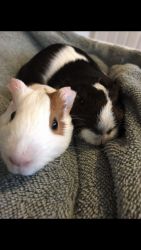 Two MALE Guinea pigs for new home