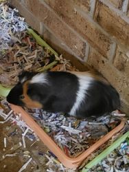 Male and female guinea pigs for sale