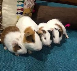 Guinea pig's babies