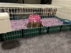 2 female Guinea pigs cage/treats/food/brand new bedding all included